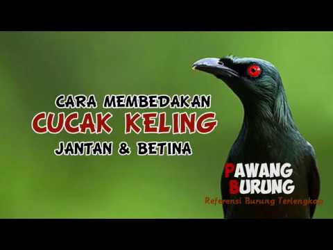 Detail Gambar Burung Cak Kelling Nomer 45