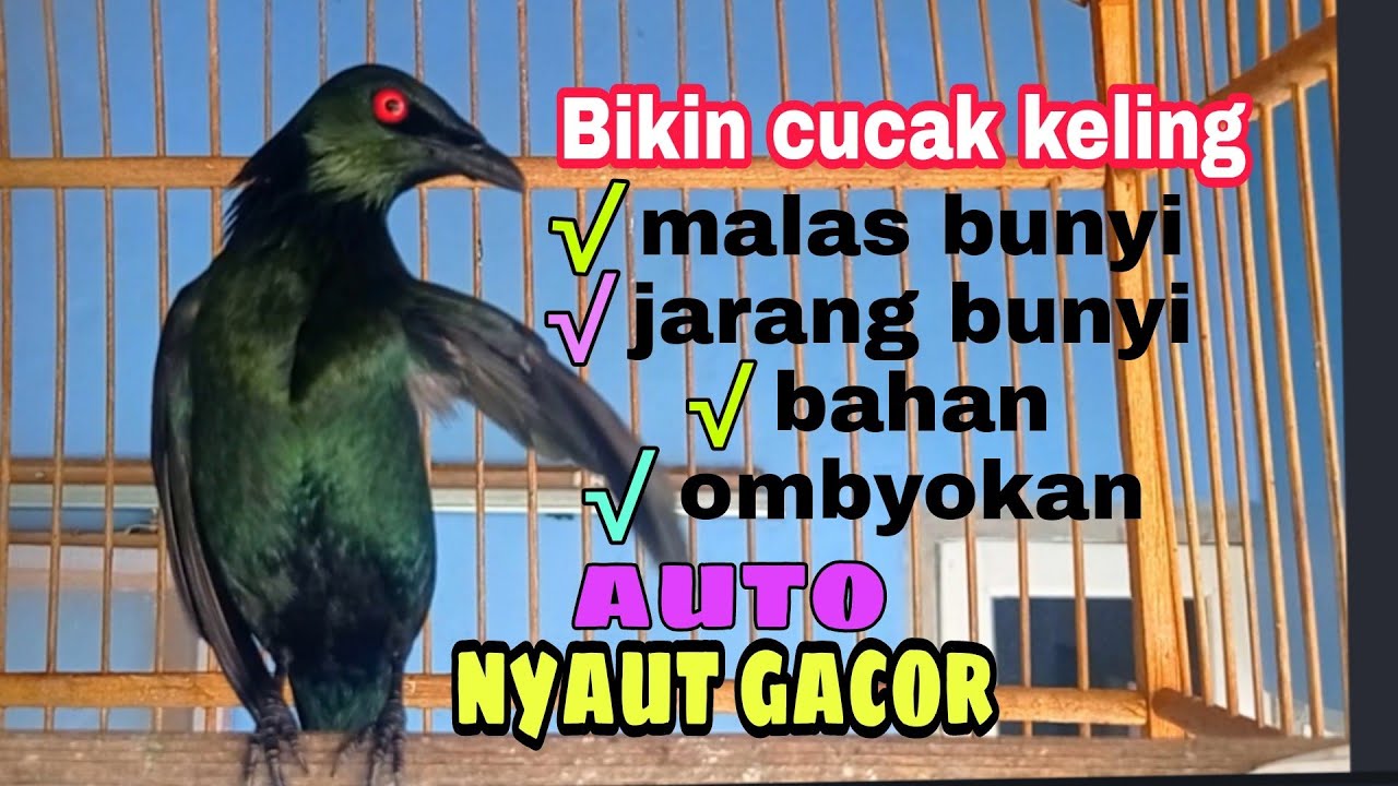 Detail Gambar Burung Cak Kelling Nomer 47