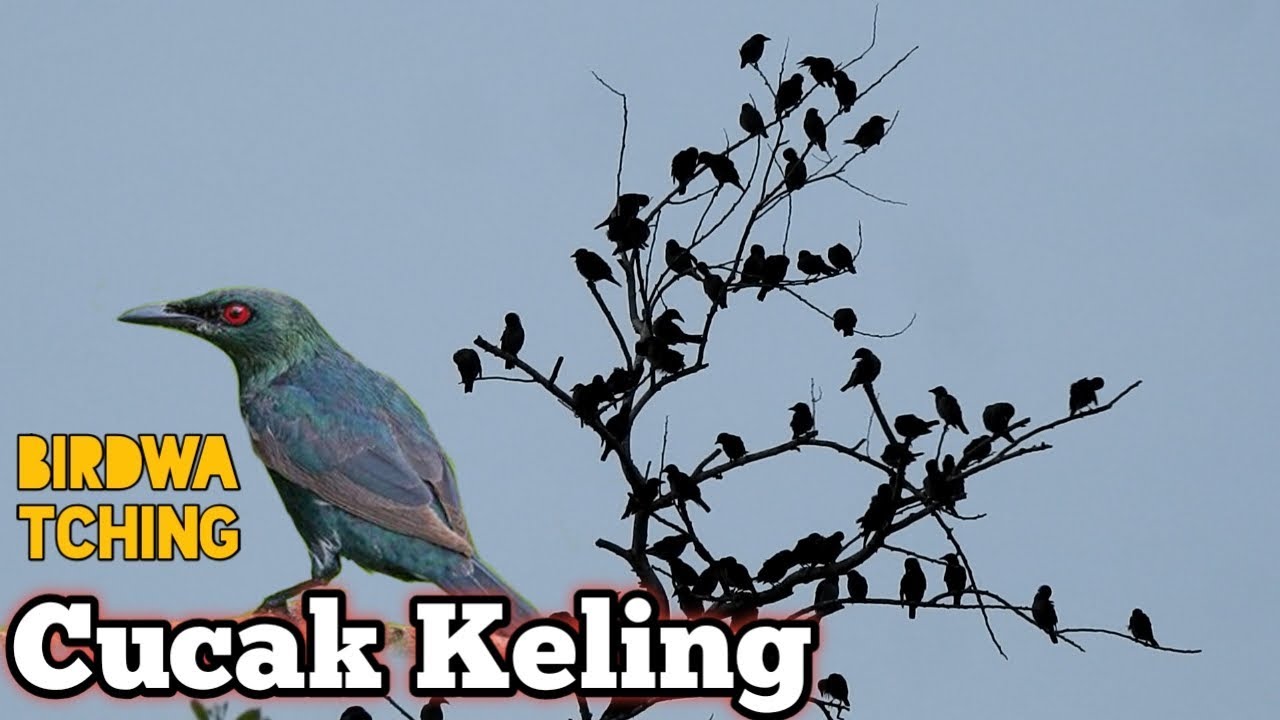 Detail Gambar Burung Cak Kelling Nomer 52