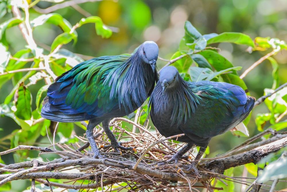 Detail Gambar Burung Cantik Dan Indah Nomer 30