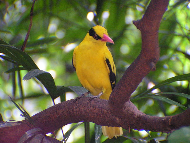 Detail Gambar Burung Cantik Dan Indah Nomer 35