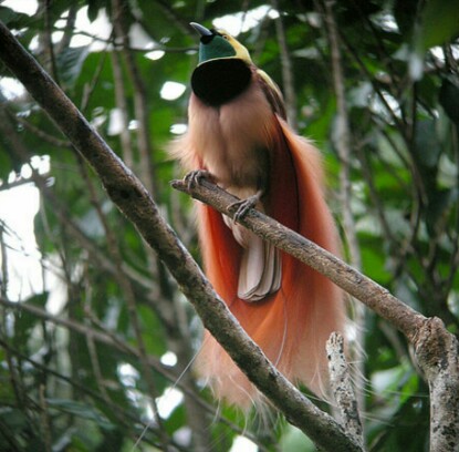 Detail Gambar Burung Cantik Indonesia Nomer 33