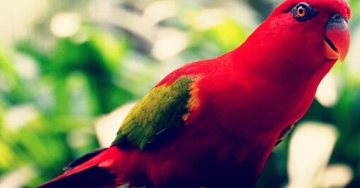 Detail Gambar Burung Cantik Indonesia Nomer 37