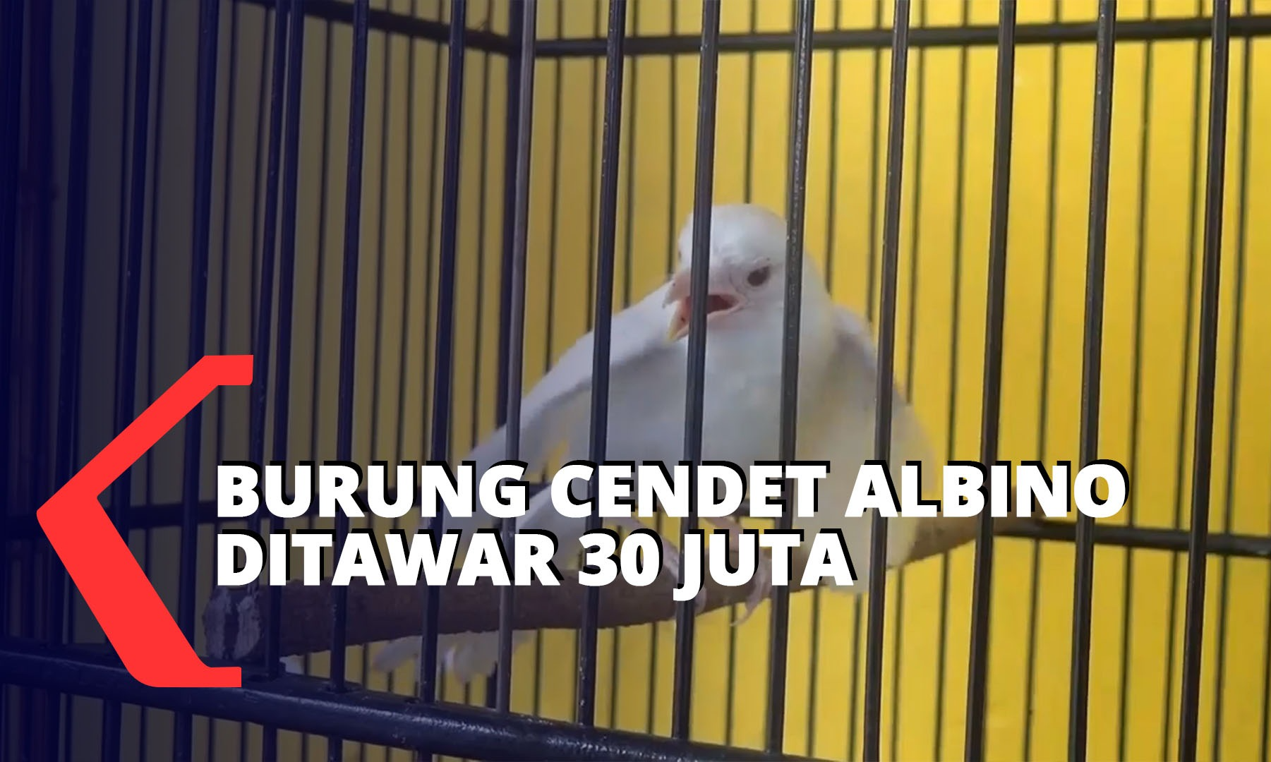 Detail Gambar Burung Cendet Nomer 31