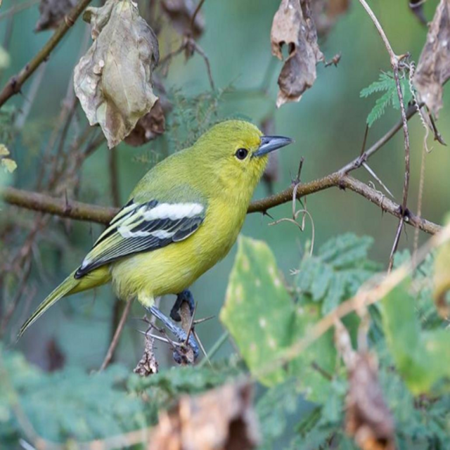 Detail Gambar Burung Cipoh Nomer 23