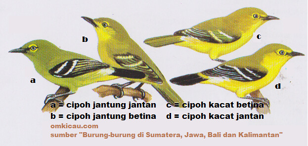 Detail Gambar Burung Cipoh Nomer 24