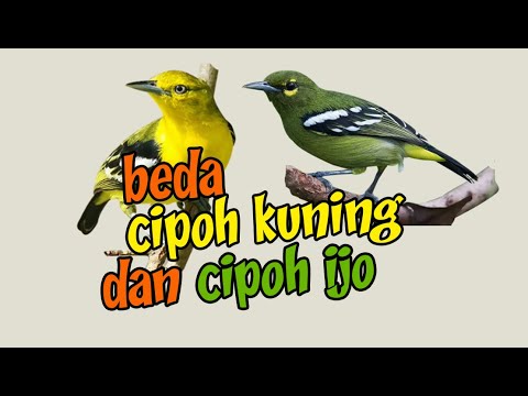 Detail Gambar Burung Cipoh Nomer 47