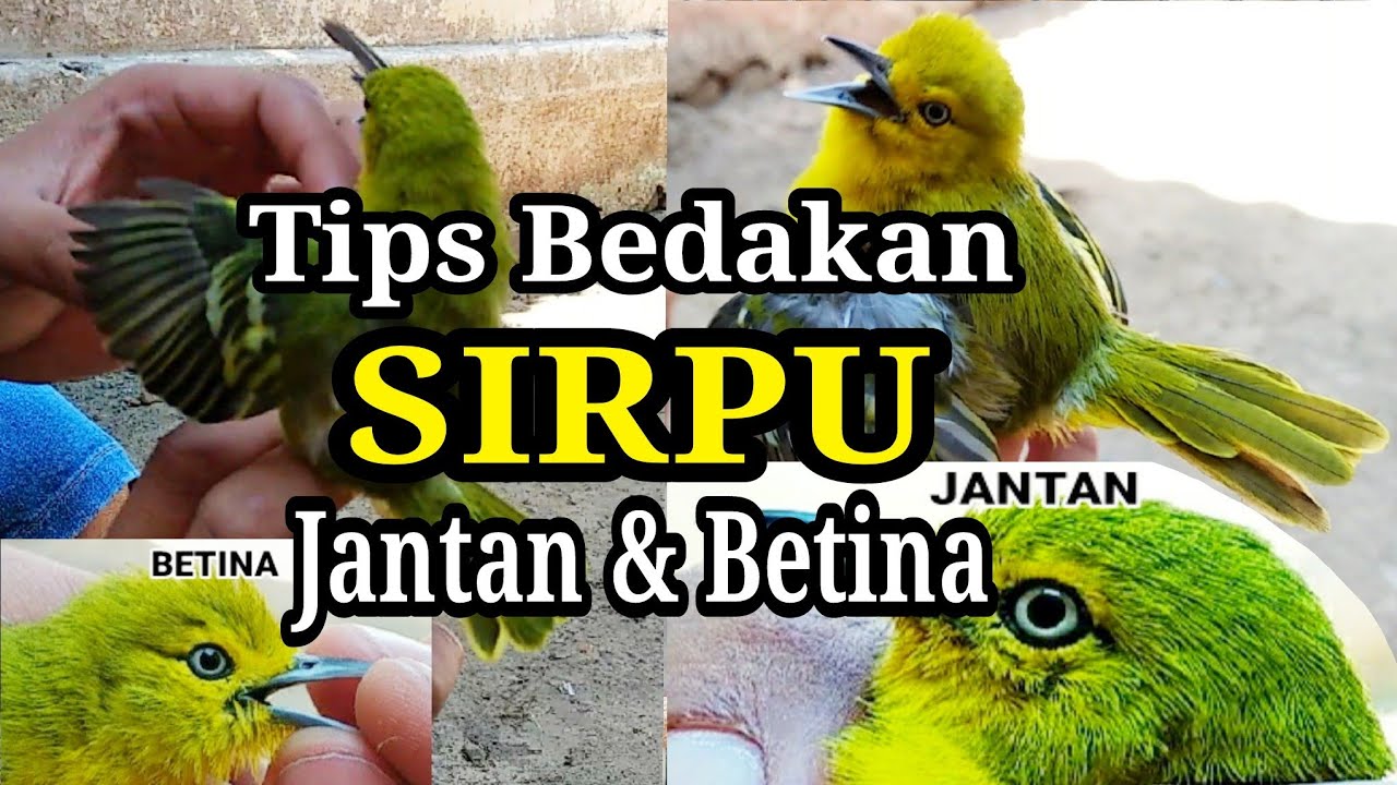 Detail Gambar Burung Cipoh Jantan Nomer 13