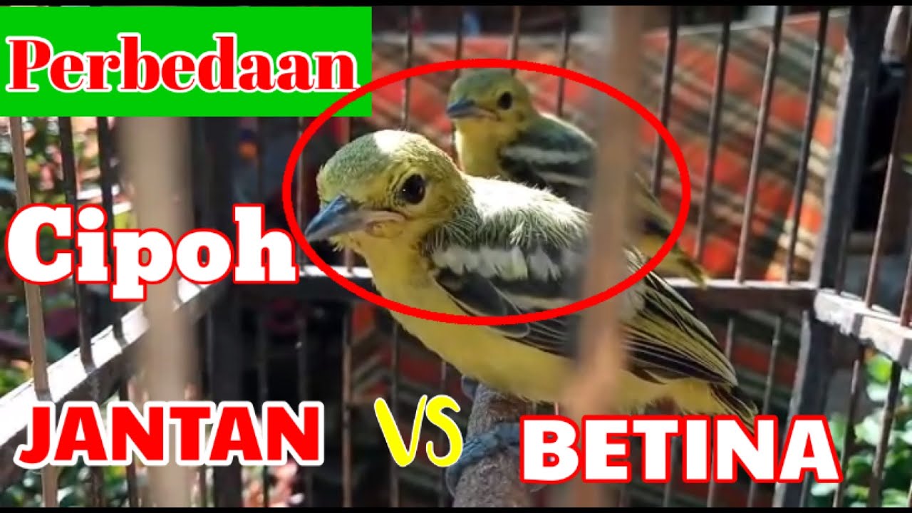 Detail Gambar Burung Cipoh Jantan Nomer 43