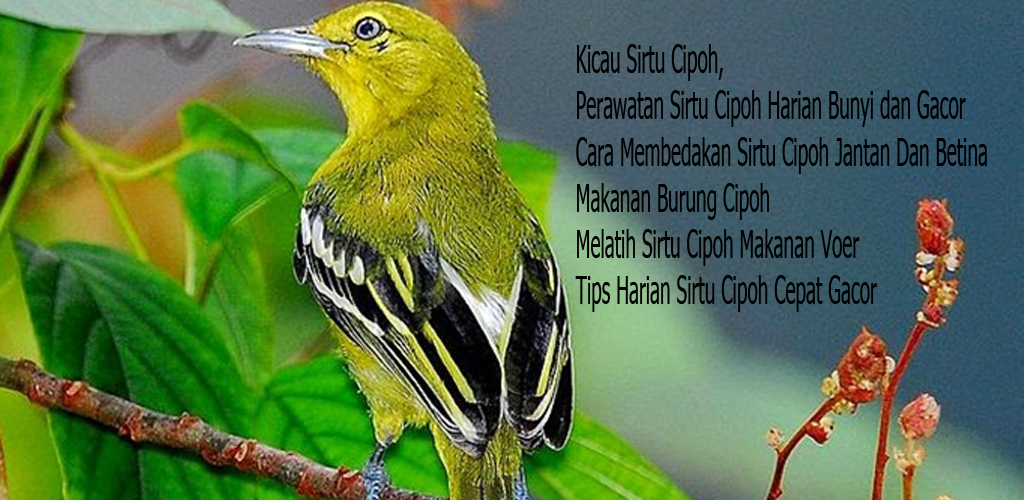 Detail Gambar Burung Cipoh Jantan Nomer 52