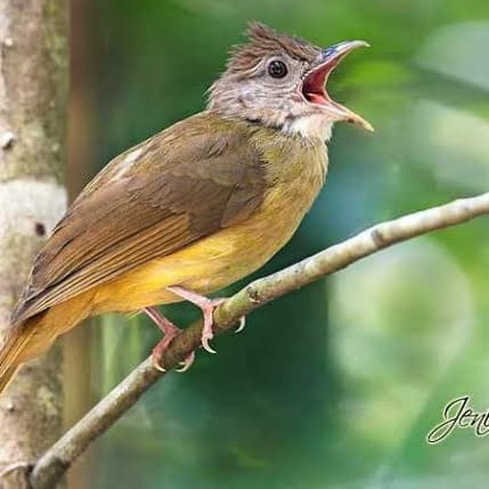 Gambar Burung Cucak Jenggot - KibrisPDR