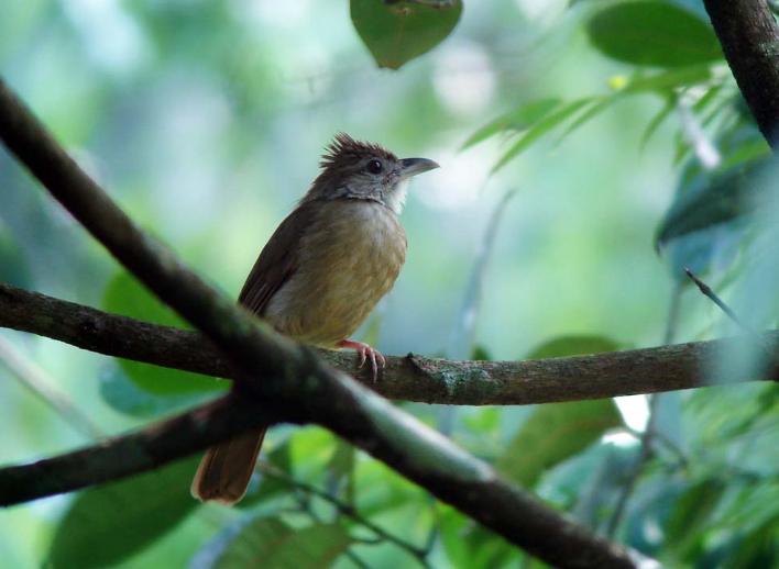 Detail Gambar Burung Cucak Jenggot Nomer 29