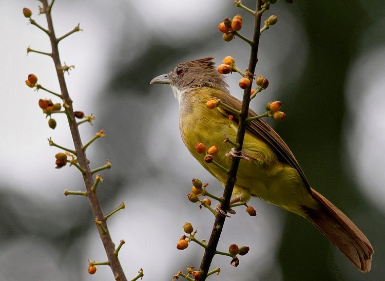 Detail Gambar Burung Cucak Jenggot Nomer 39