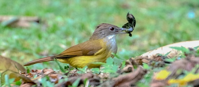 Detail Gambar Burung Cucak Jenggot Nomer 7