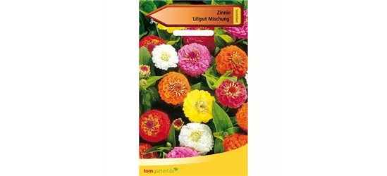 Detail Zinnien Bilder Nomer 14
