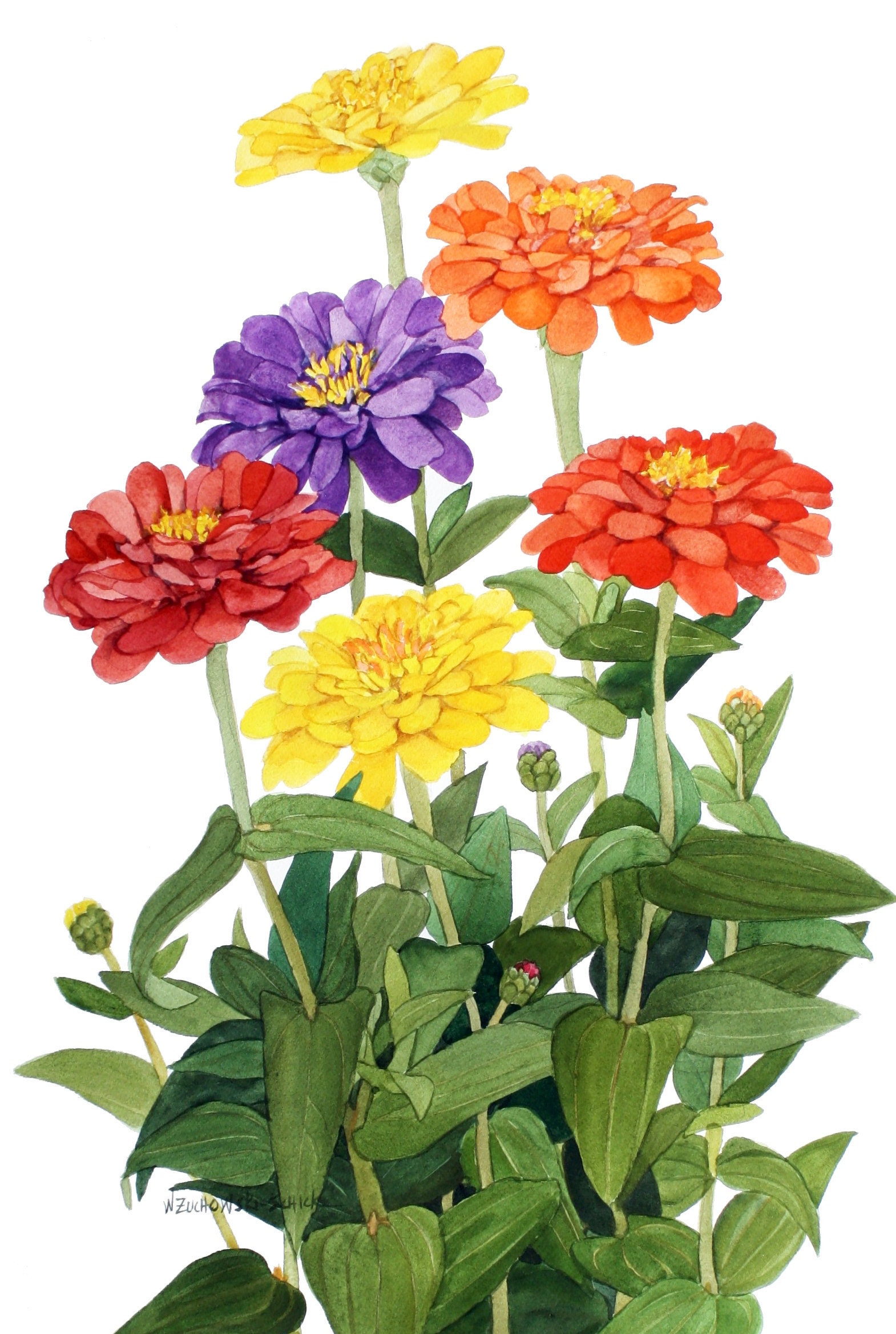 Detail Zinnien Bilder Nomer 19