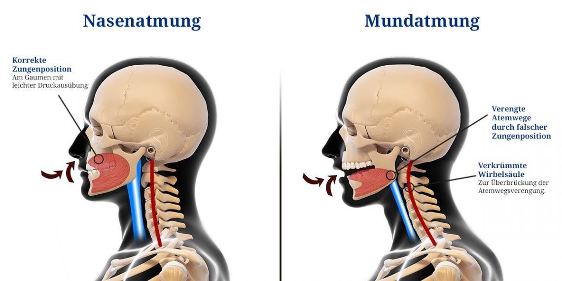 Detail Anatomie Mund Nomer 13