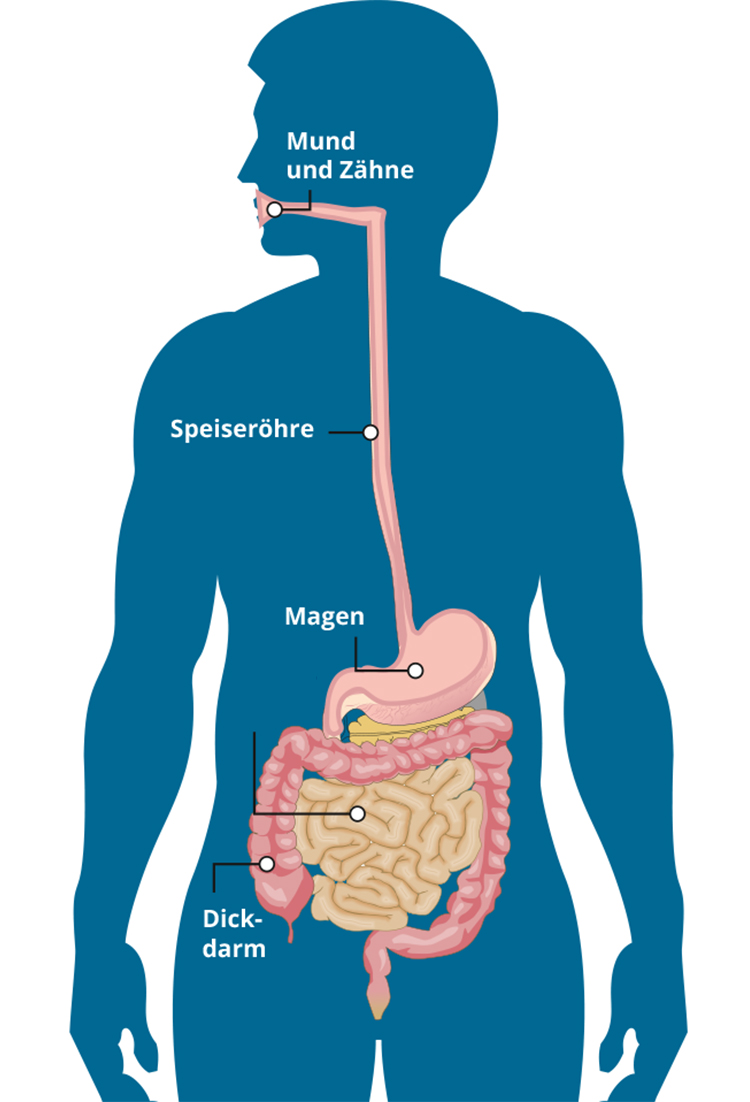 Detail Anatomie Mund Nomer 5