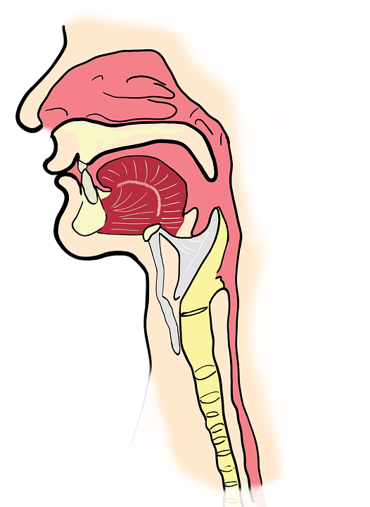 Detail Anatomie Mund Nomer 8