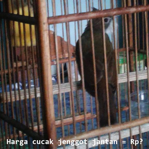 Detail Gambar Burung Cucak Jenggot Nomer 53