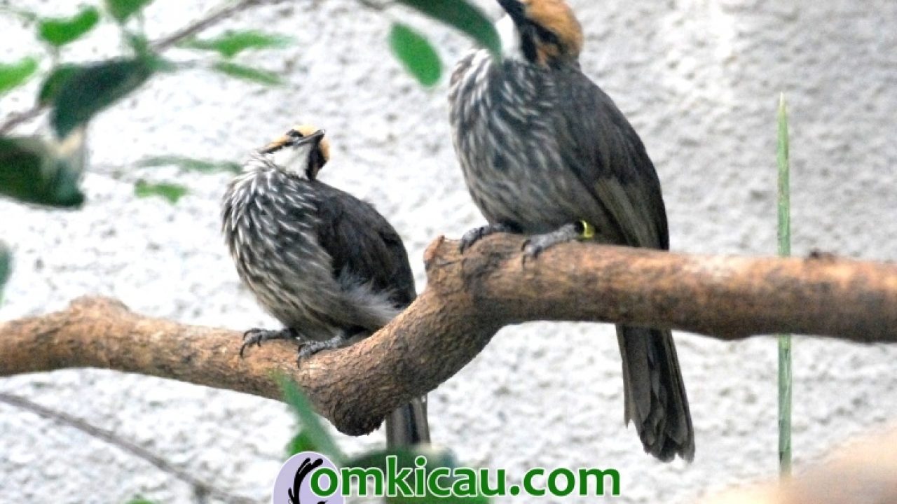 Detail Gambar Burung Cucak Rowo Nomer 29