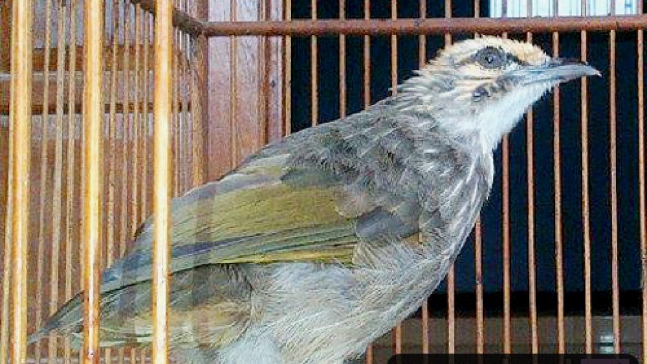 Detail Gambar Burung Cucak Rowo Nomer 36