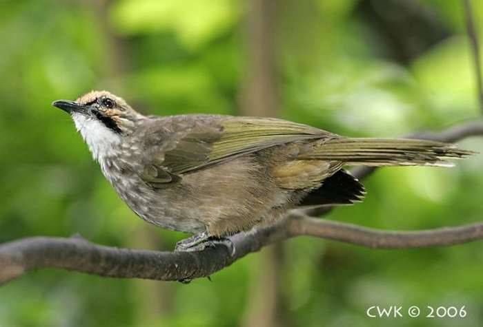 Detail Gambar Burung Cucak Rowo Nomer 38