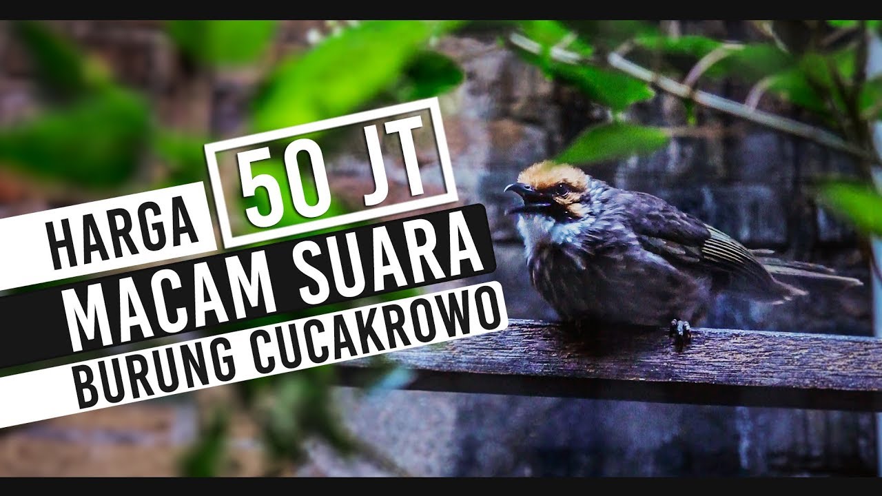 Detail Gambar Burung Cucak Rowo Nomer 48