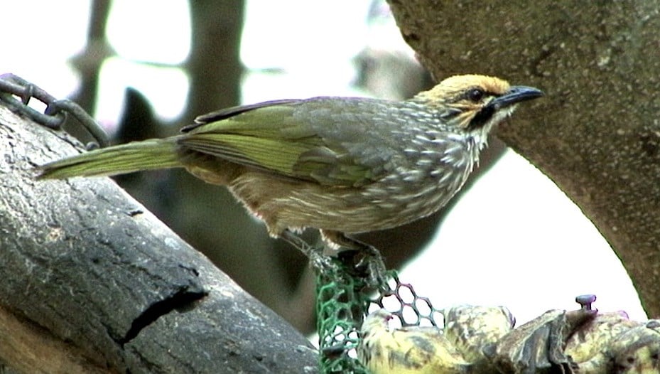 Detail Gambar Burung Cucakrawa Nomer 49