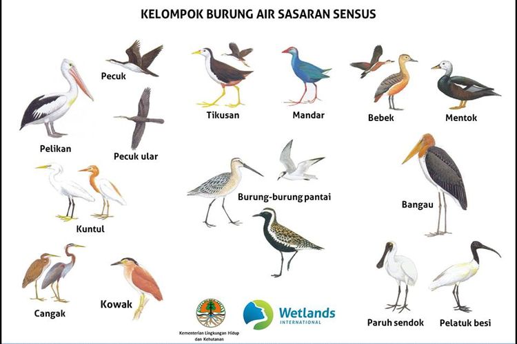 Gambar Burung Dan Namanya - KibrisPDR