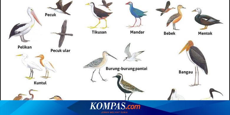 Detail Gambar Burung Dan Namanya Nomer 2