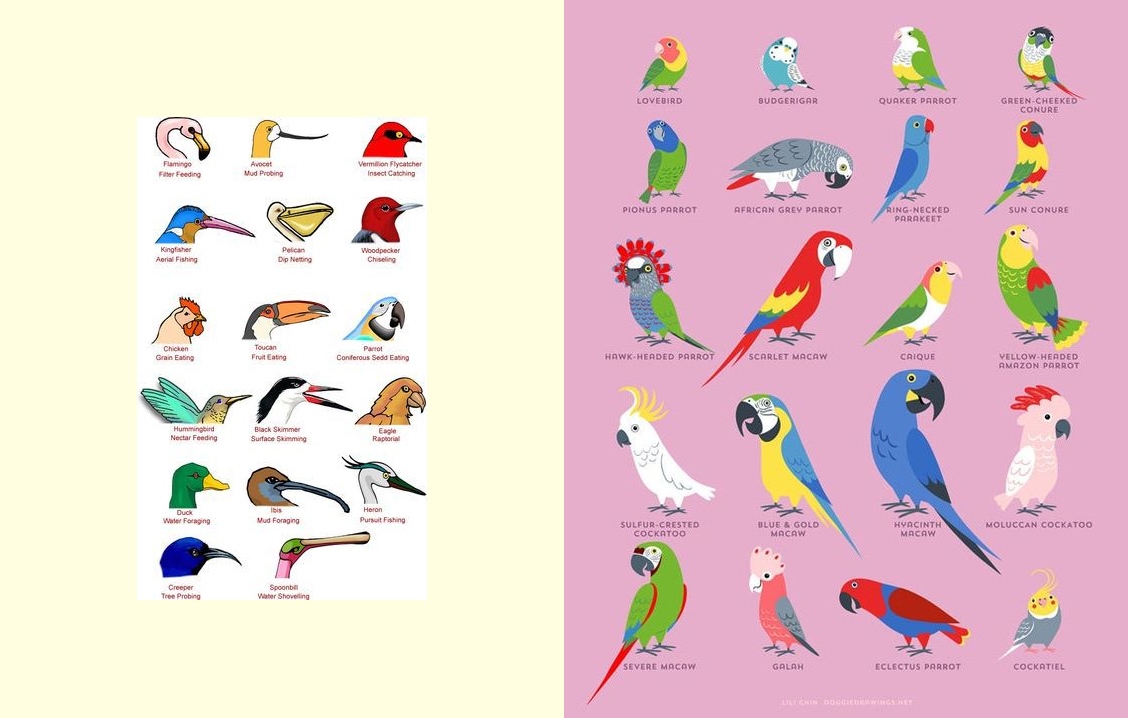 Detail Gambar Burung Dan Namanya Nomer 10