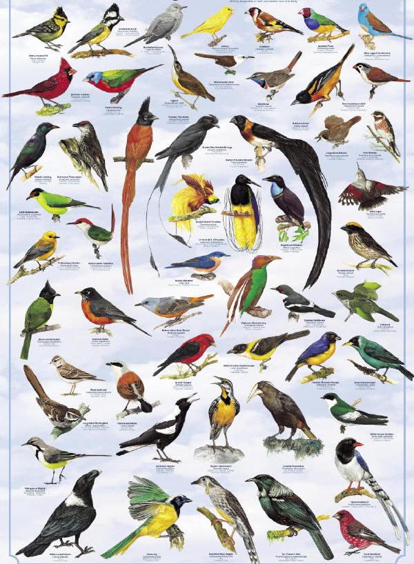 Detail Gambar Burung Dan Namanya Nomer 24