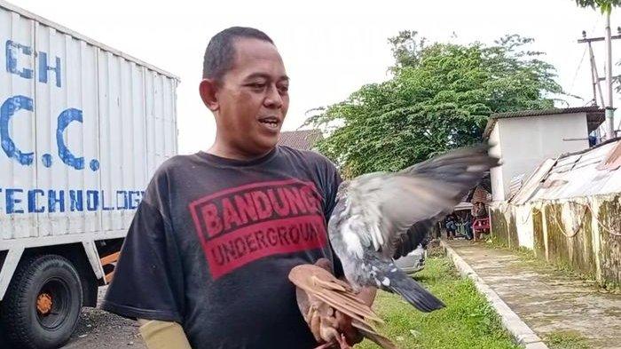 Detail Gambar Burung Dara Balap Nomer 47