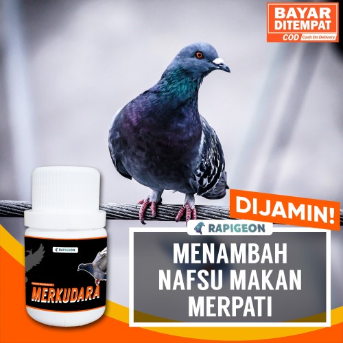 Detail Gambar Burung Dara Balap Nomer 53