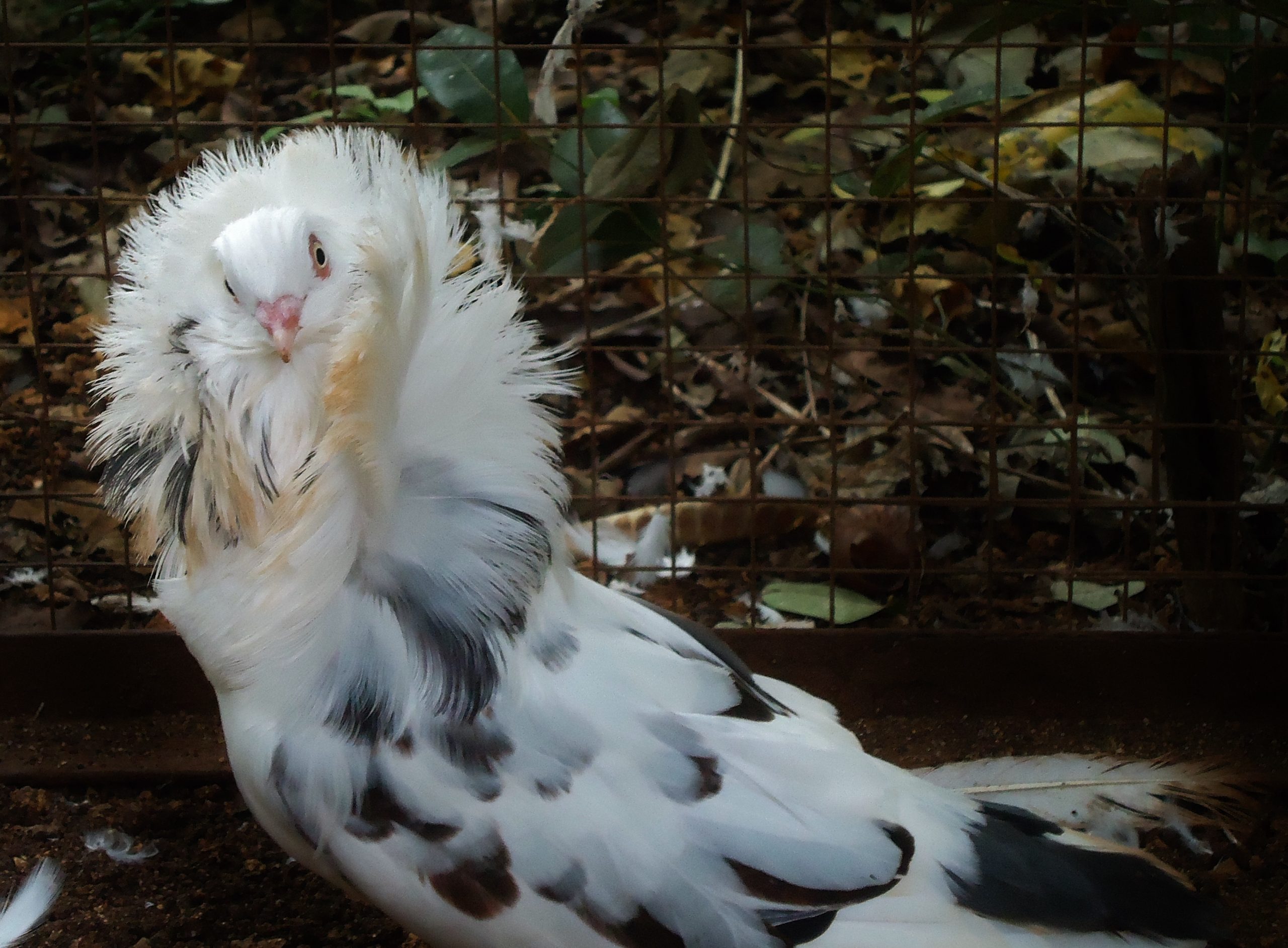 Detail Gambar Burung Dara Cantik Nomer 34