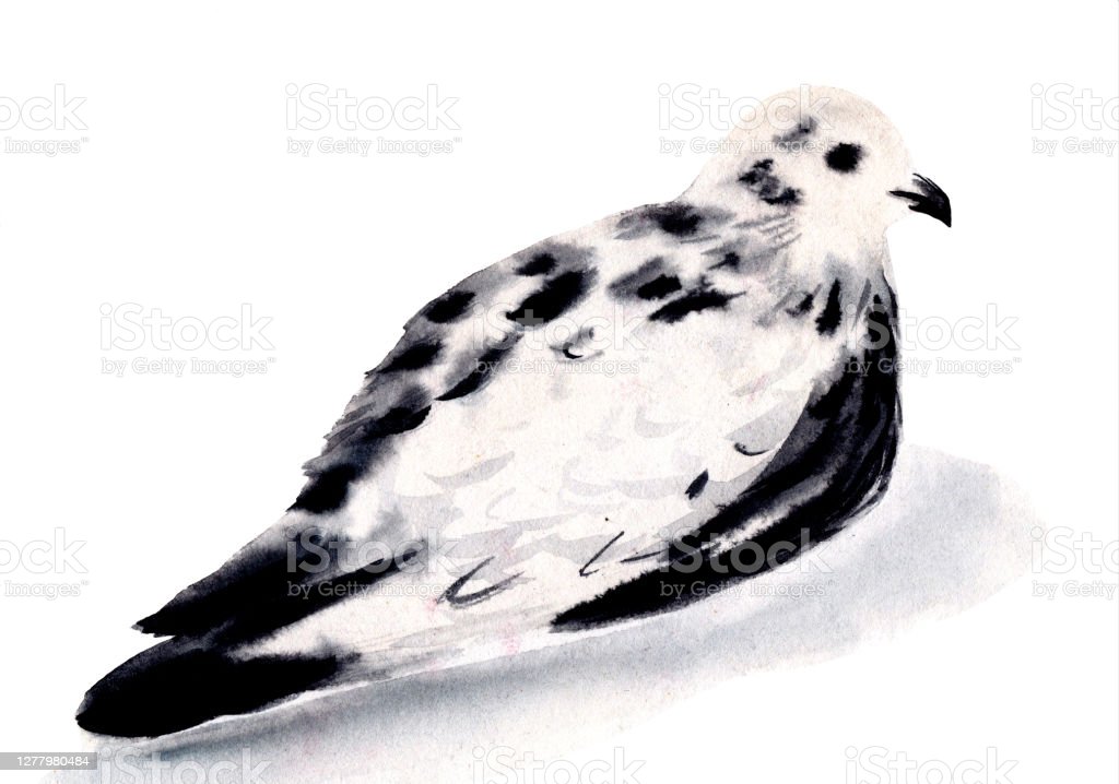 Detail Gambar Burung Dara Hitam Putih Nomer 18