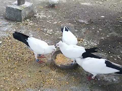 Detail Gambar Burung Dara Hitam Putih Nomer 3