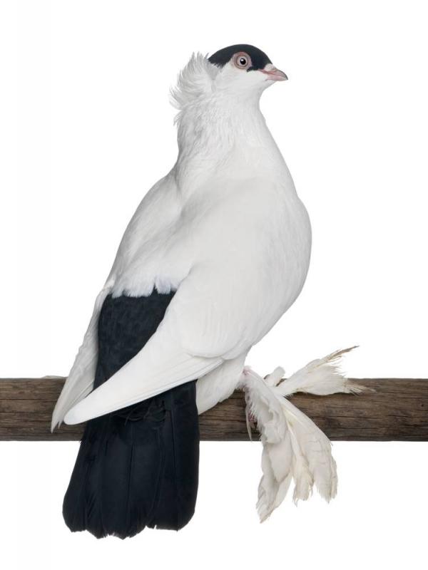 Detail Gambar Burung Dara Hitam Putih Nomer 38