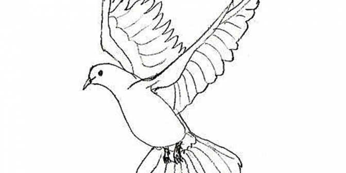 Detail Gambar Burung Dara Hitam Putih Nomer 49