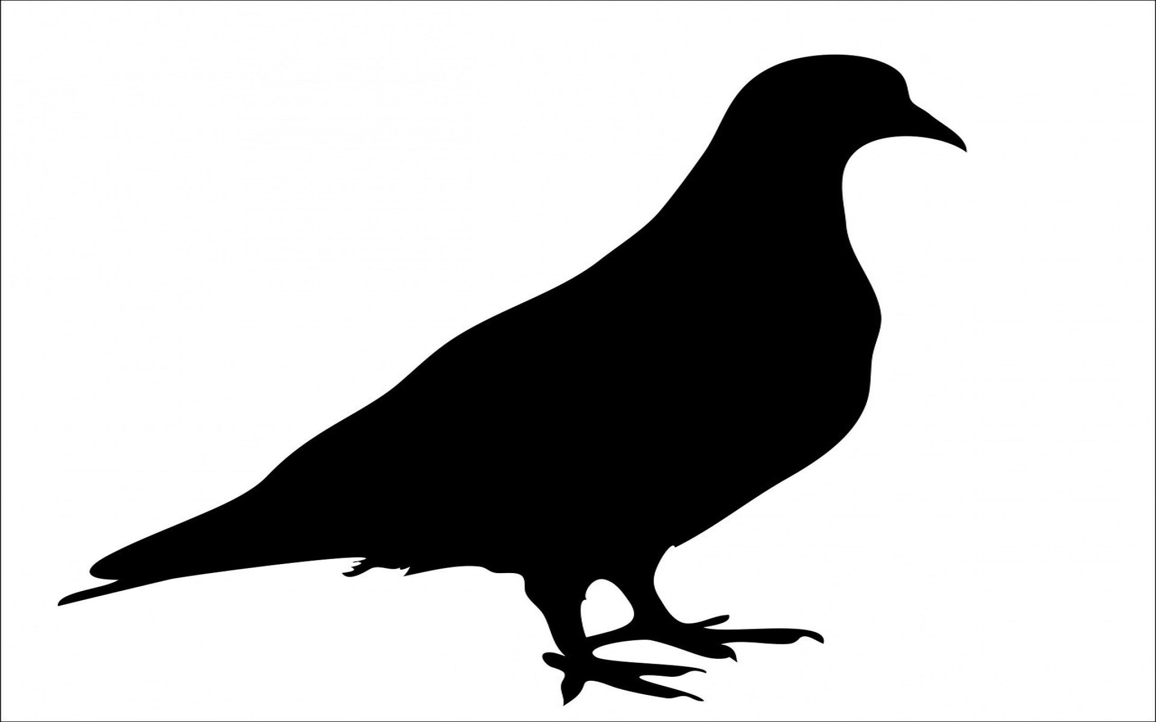 Detail Gambar Burung Dara Hitam Putih Nomer 55