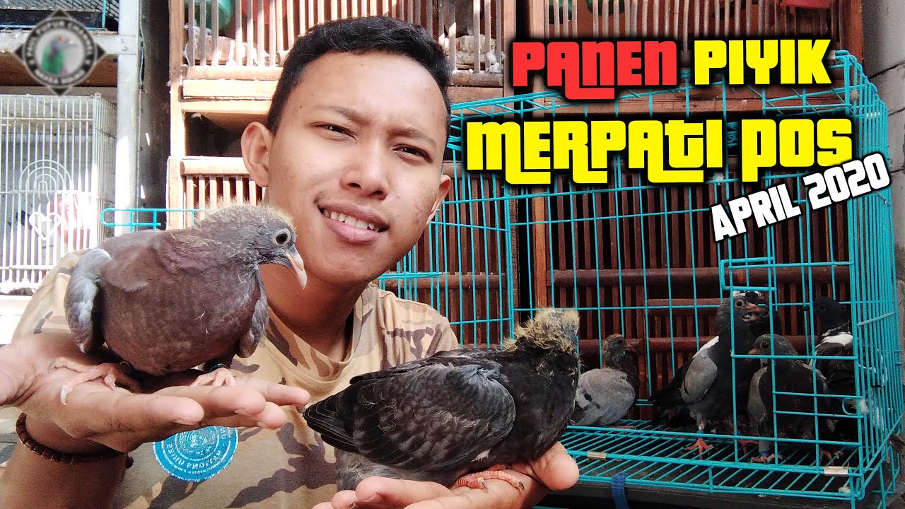 Detail Gambar Burung Dara Piyik Nomer 22