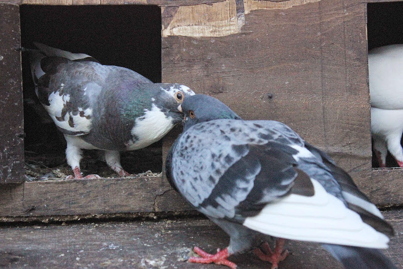 Detail Gambar Burung Dara Piyik Nomer 30