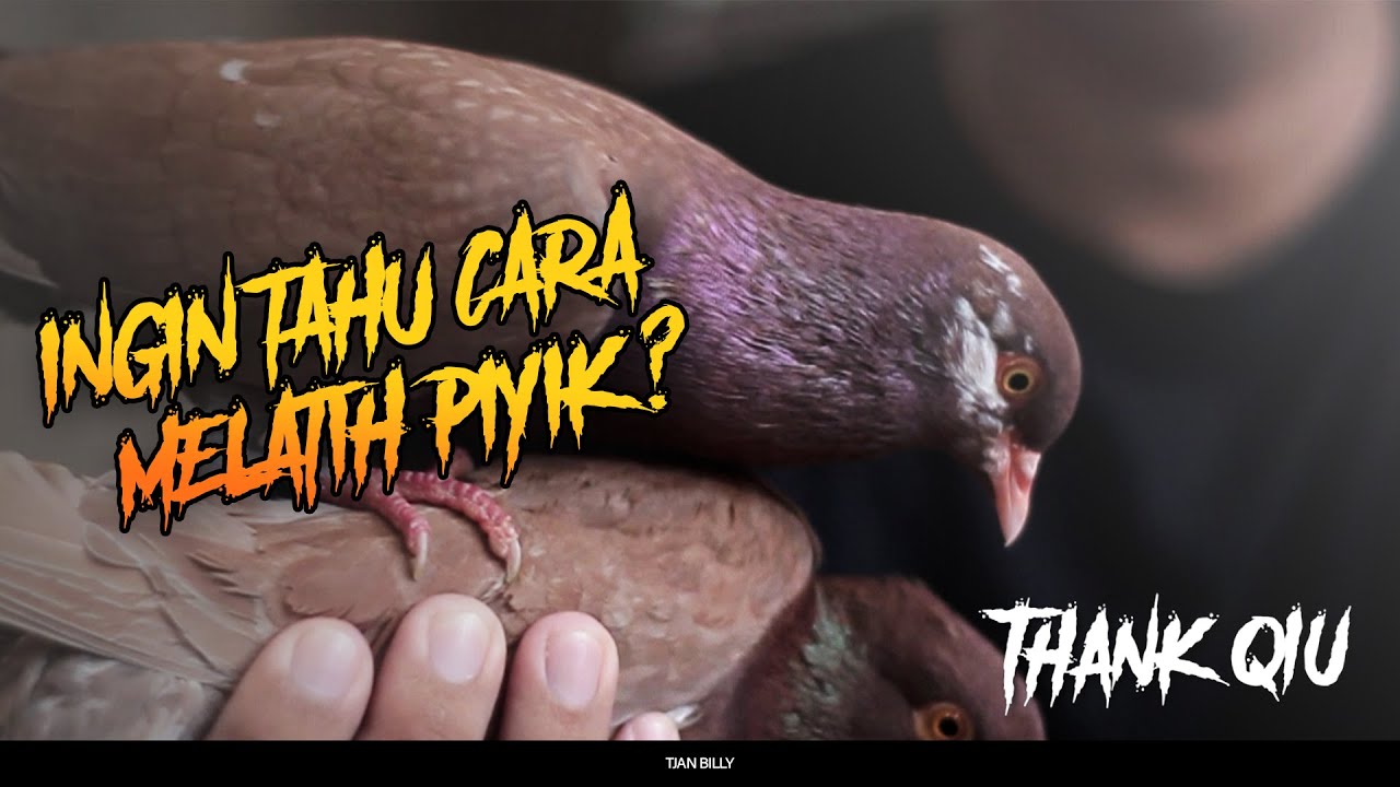 Detail Gambar Burung Dara Piyik Nomer 44