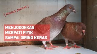 Detail Gambar Burung Dara Piyik Nomer 46