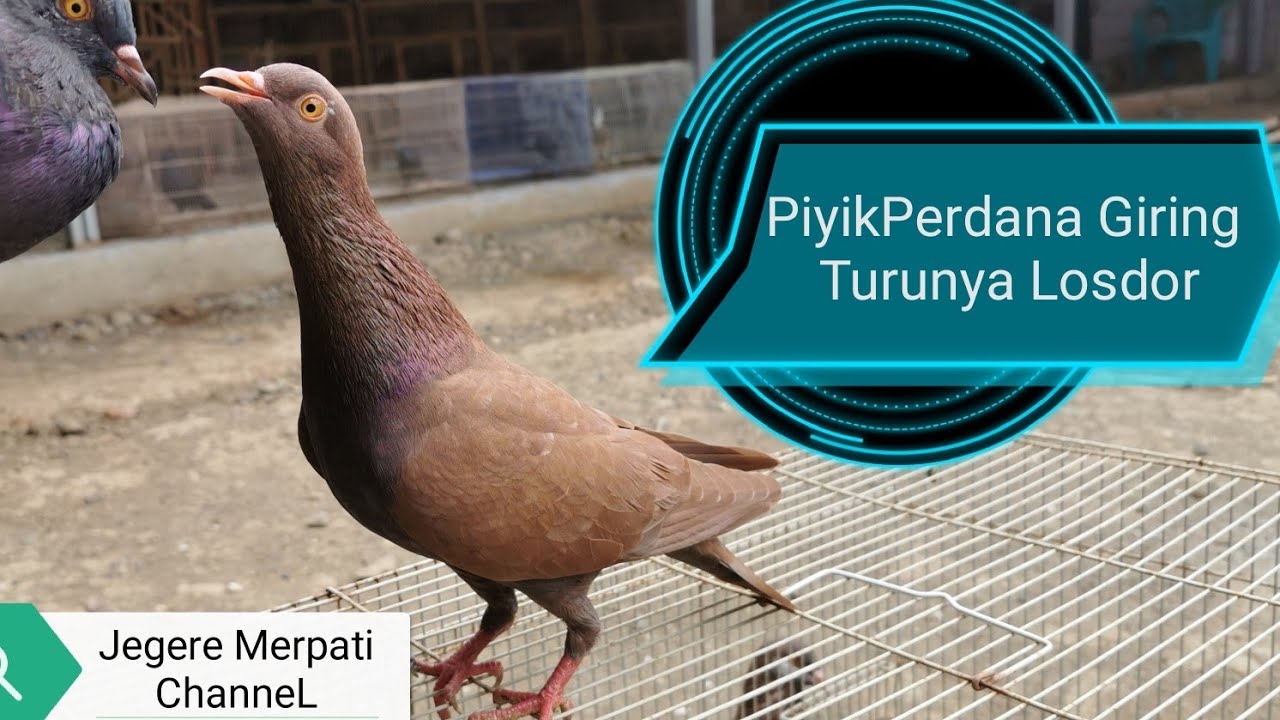 Detail Gambar Burung Dara Piyik Nomer 51