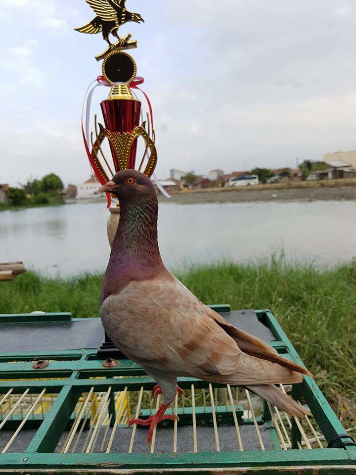 Detail Gambar Burung Dara Terbagus Nomer 16