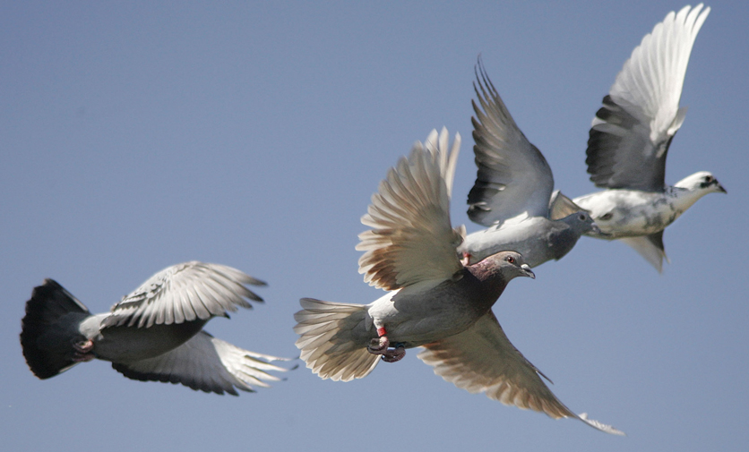 Detail Gambar Burung Dara Terbang Nomer 21