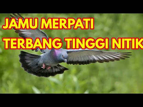 Detail Gambar Burung Dara Terbang Nomer 42