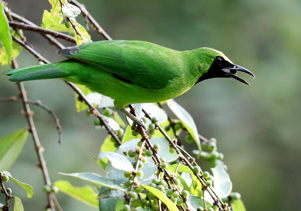 Detail Gambar Burung Dari Daun Nomer 40